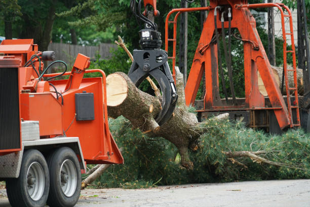 Palm Tree Trimming in Winooski, VT